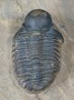 Rare Bulbous Nosed Actinopeltis Trilobite - #16410-2